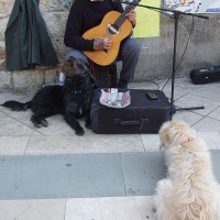 黒い犬とおじさんのデオ、白い犬はお母さん犬