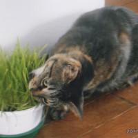 キララは猫草が大好き