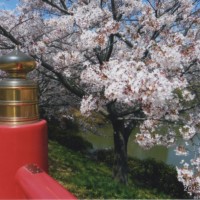 弁天さんまでミルクと散歩した日の花