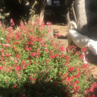 苺ミルクの花の横を通過中のミルクですー