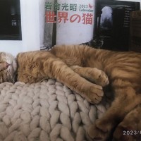 世界の猫とレモン