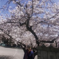 弁天さんの桜は今年も美しい