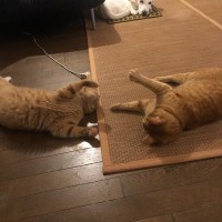 ミカンとレモンが戯れているのを見てるミルク