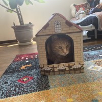 猫ハウスの中のレモン