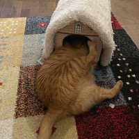 猫ハウスに入りきれないミカン その2
