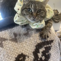 啓の肩の上のキララ