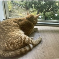 庭の酔芙蓉の花を見ているレモン