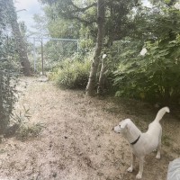 草むしりの後、きれいになった庭にとまどっているミルク